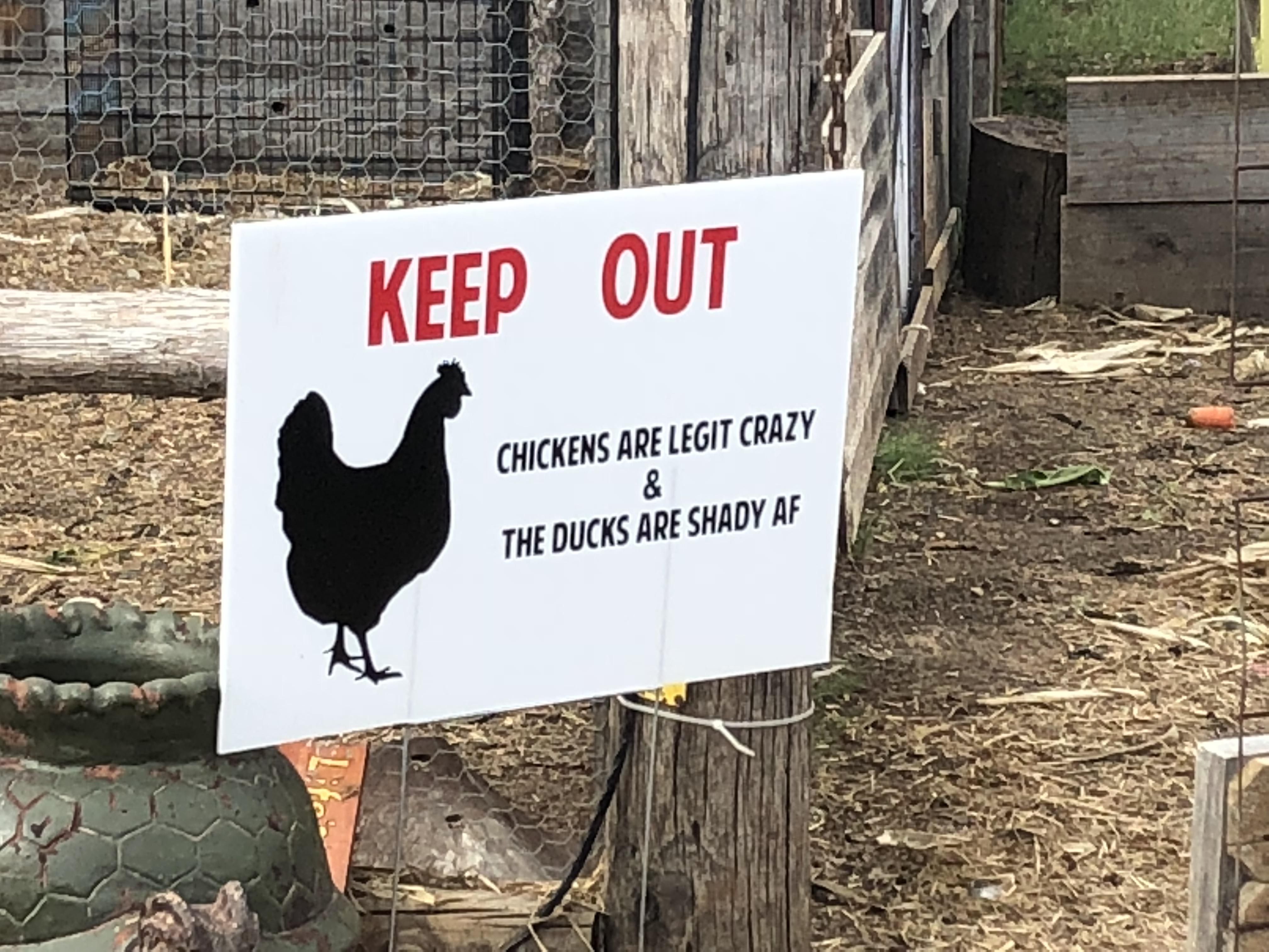 Don’t Make A Deal With A Duck.