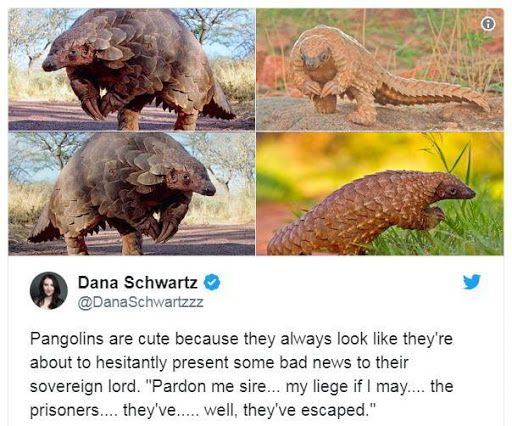 You have failed me for the last time, Lord Pangolin.