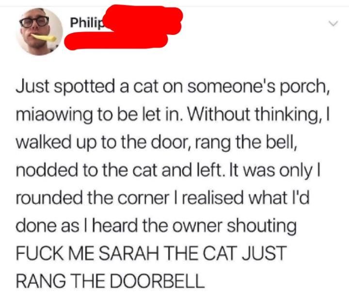 Cat rings doorbell