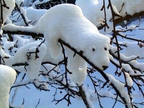 The rare arctic snowhound.