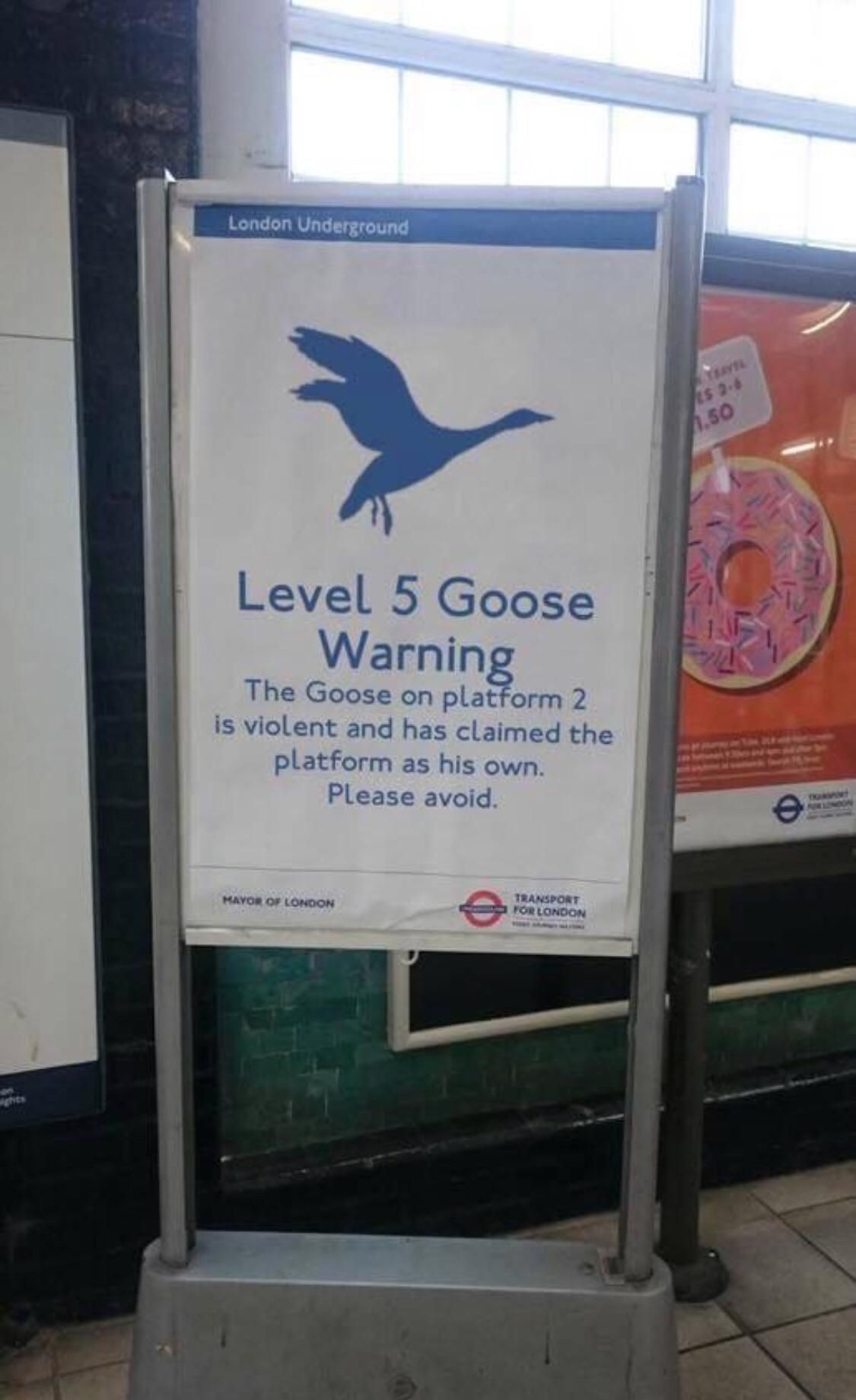 Level 5 Goose Warning