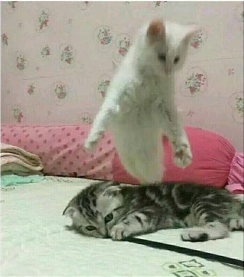 Rare picture of a cat losing one of his nine lifes