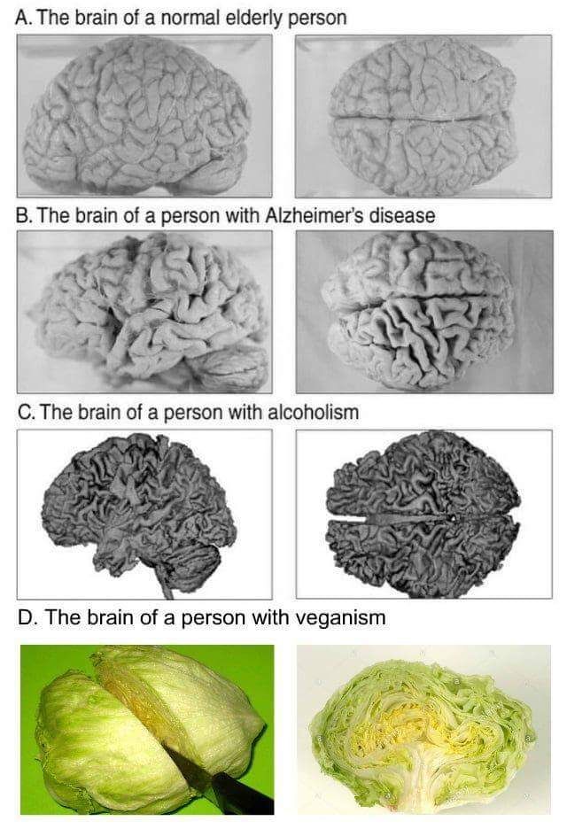 Salad brain