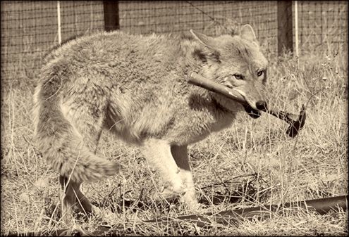A rare picture of the REAL life Wyle E. Coyote after he just got his ACME hammer in the mail.
