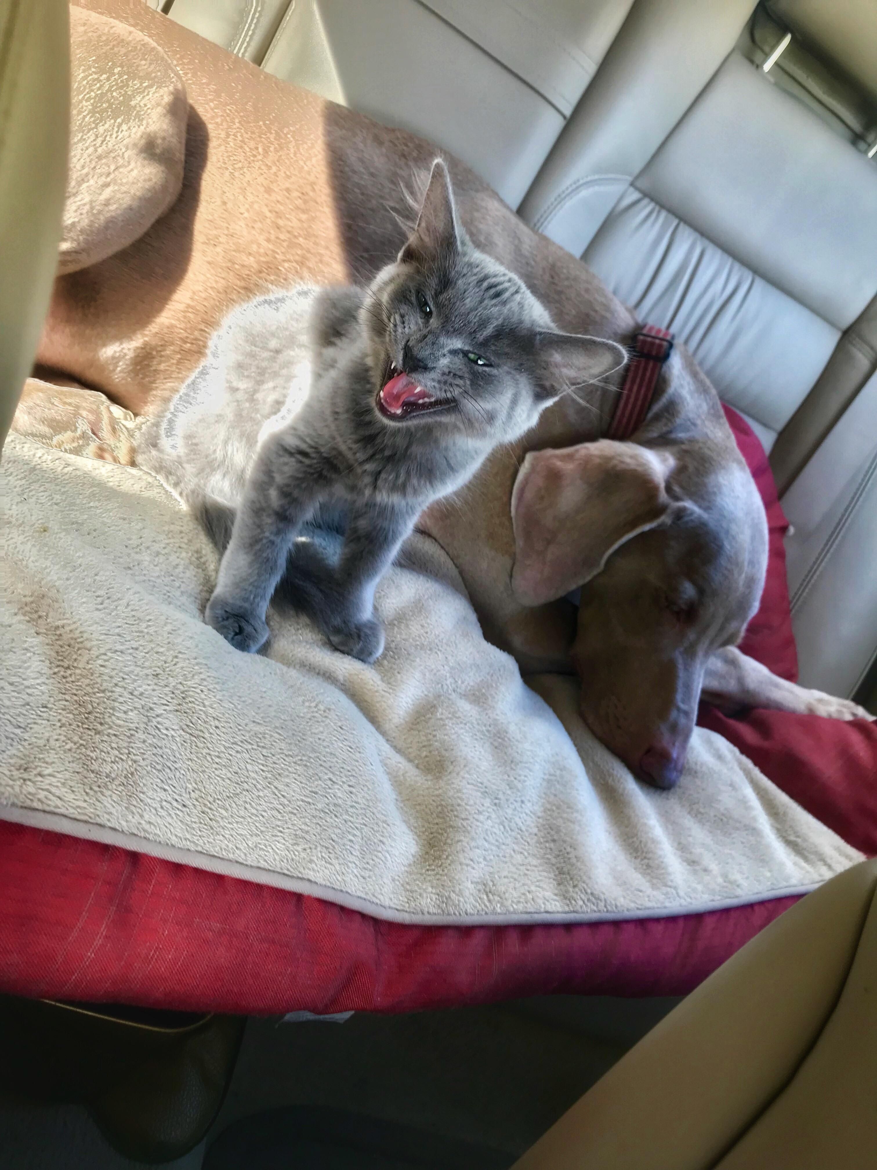 My new kitten enthusiastically singing the song of his people in the car.