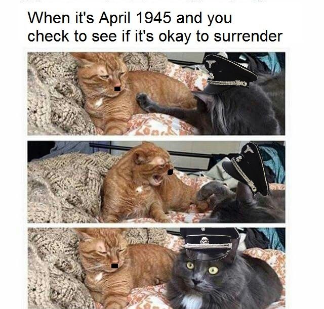 Since you people don't like regular cat memes, have some nazi cat memes