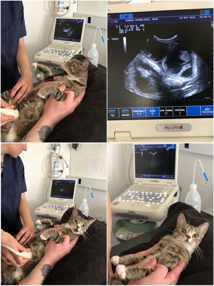 Kitty found out that she was pregnant.