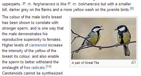 Women with great tits - 🧡 Birds learn from each other's 'disgust...