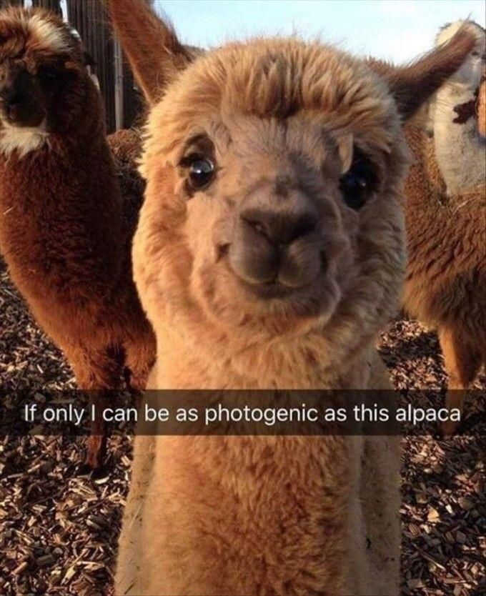 Even alpacas are better looking then me!