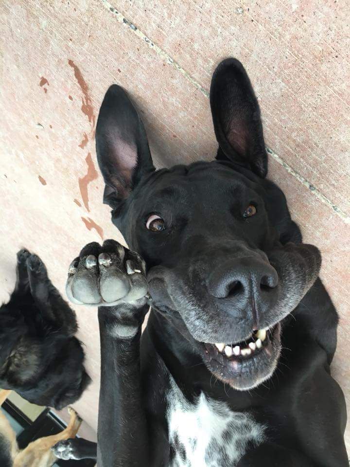 I don't have a clever title or anything, but I wanted to share this silly dog.