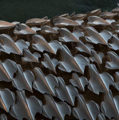 Shark skin viewed under an electron microscope