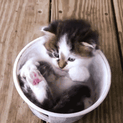 Cat in a cup