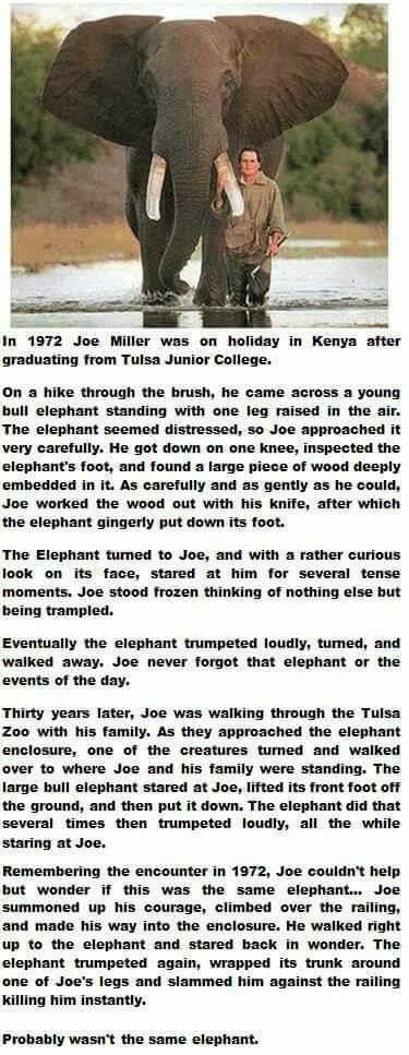 Elephants are so intelligent!