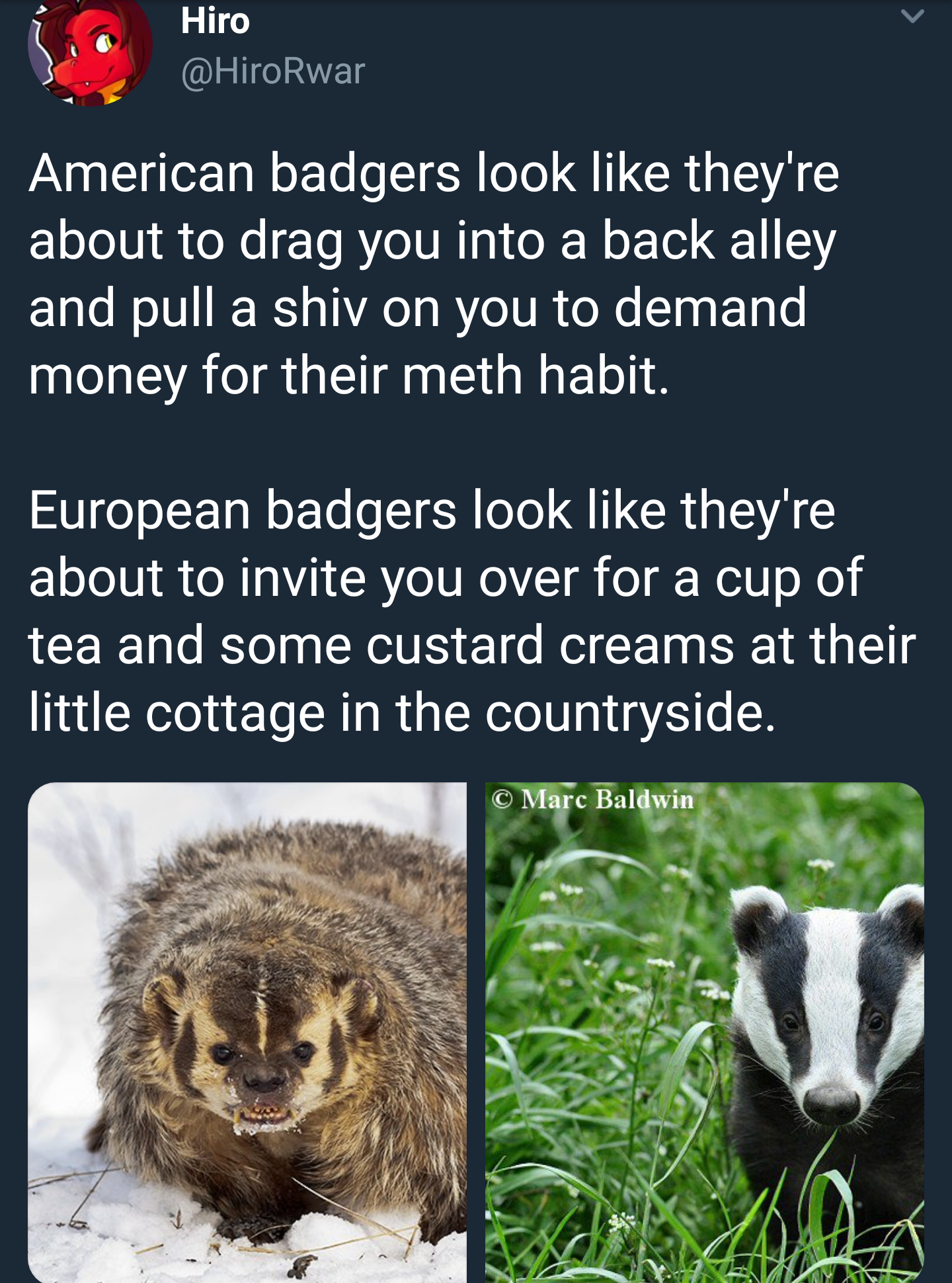 The cultural difference between domestic and foreign badgers.