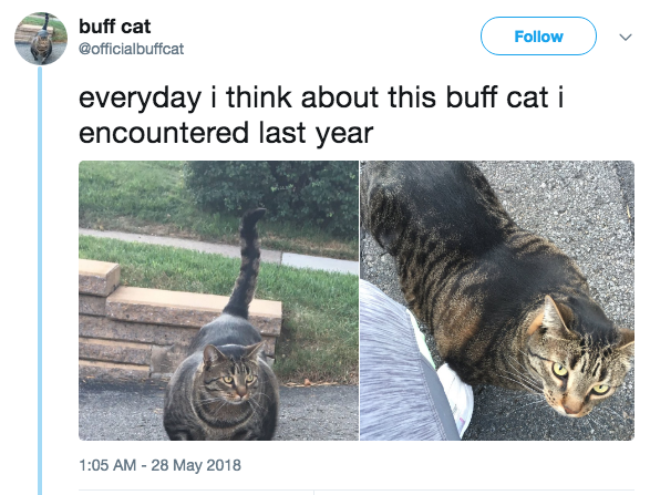 buff cat