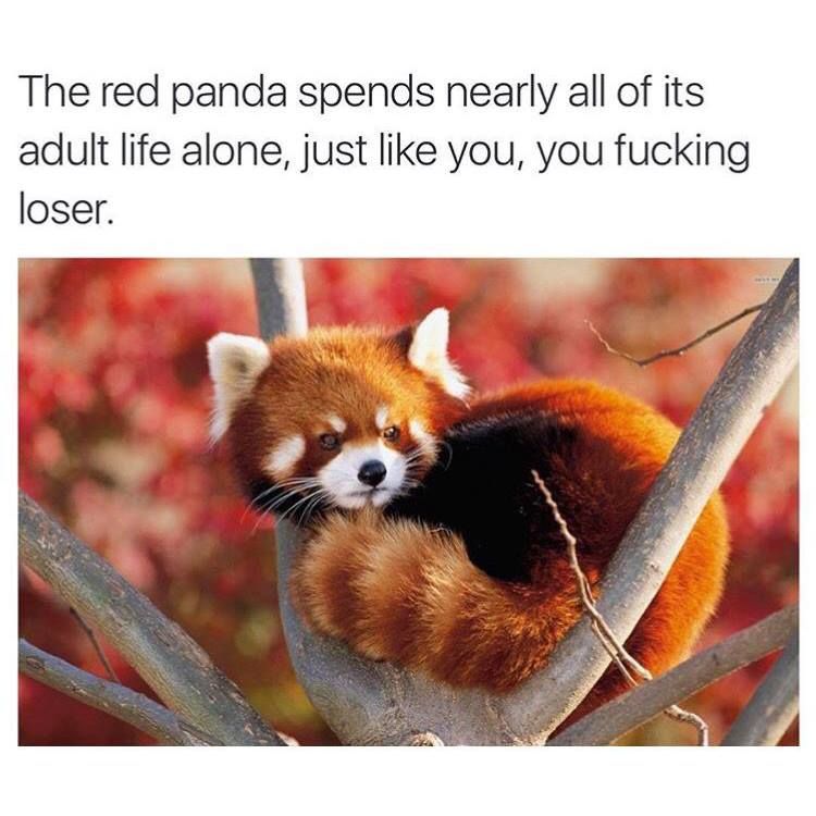 fun animal facts