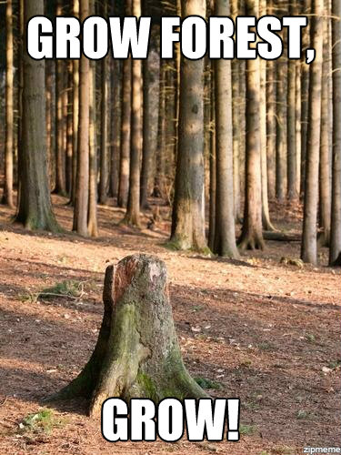 Forest stump