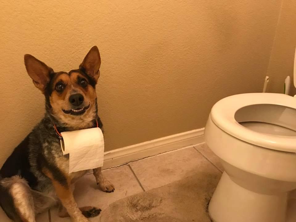 For those of you whose dogs always follow you to the restroom. Photo: Rob Sedwick