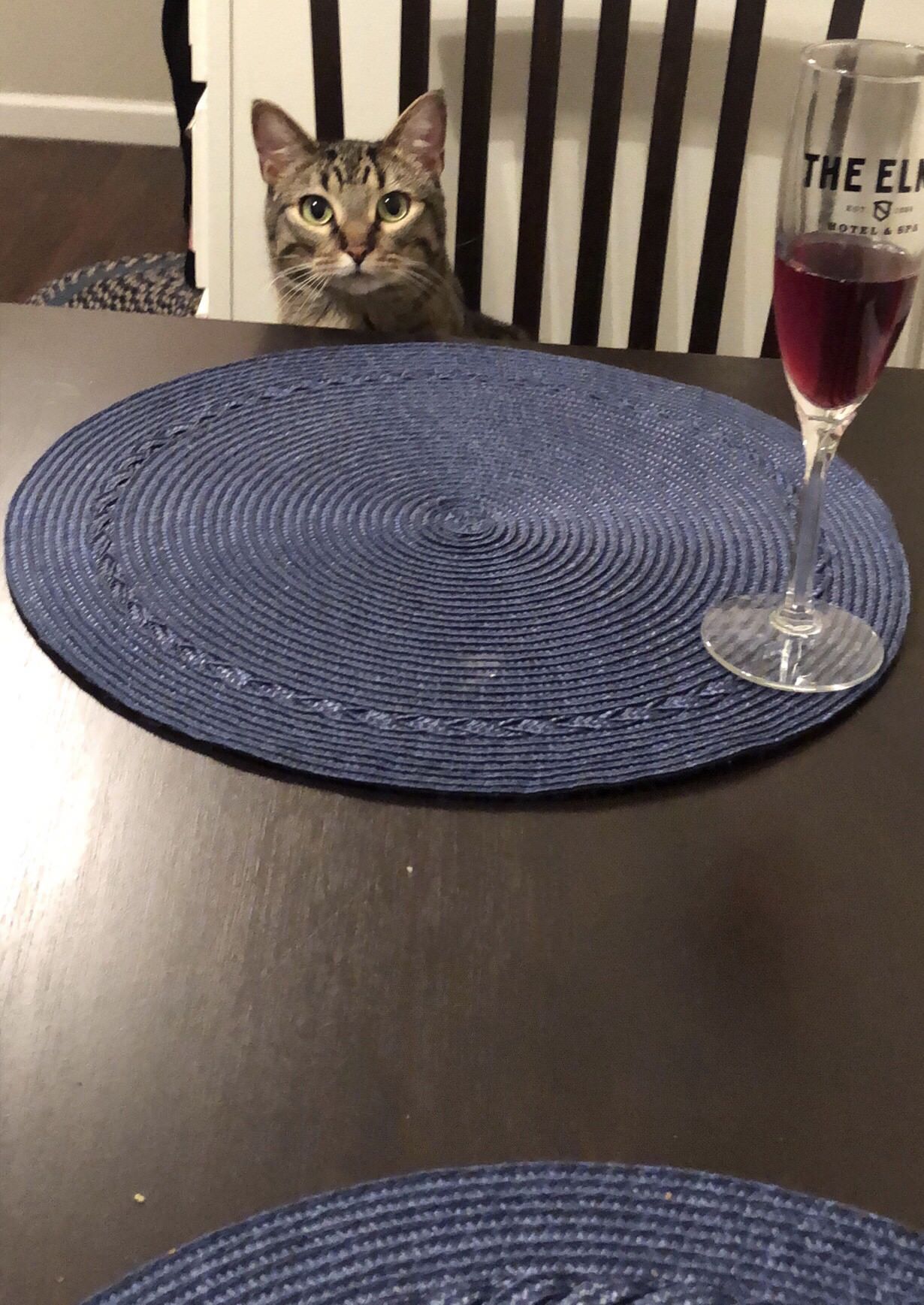 I made my wife mad so my kitty Milo was my date.