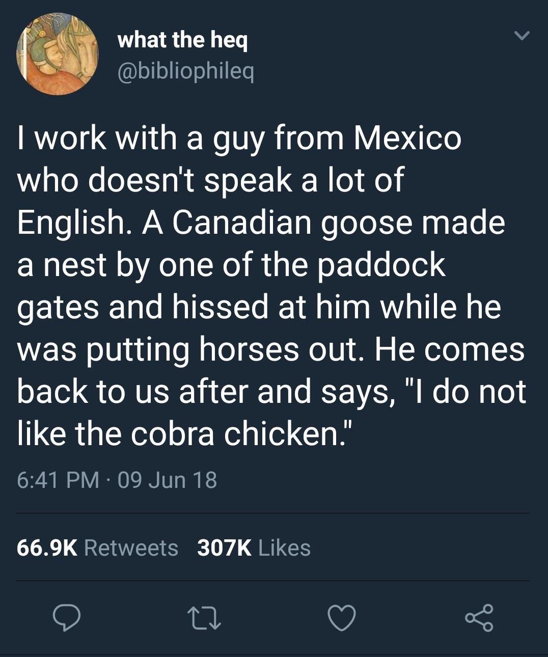 Canadian goose
