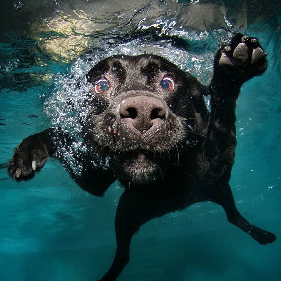 Can't stop laughing at these dogs underwater