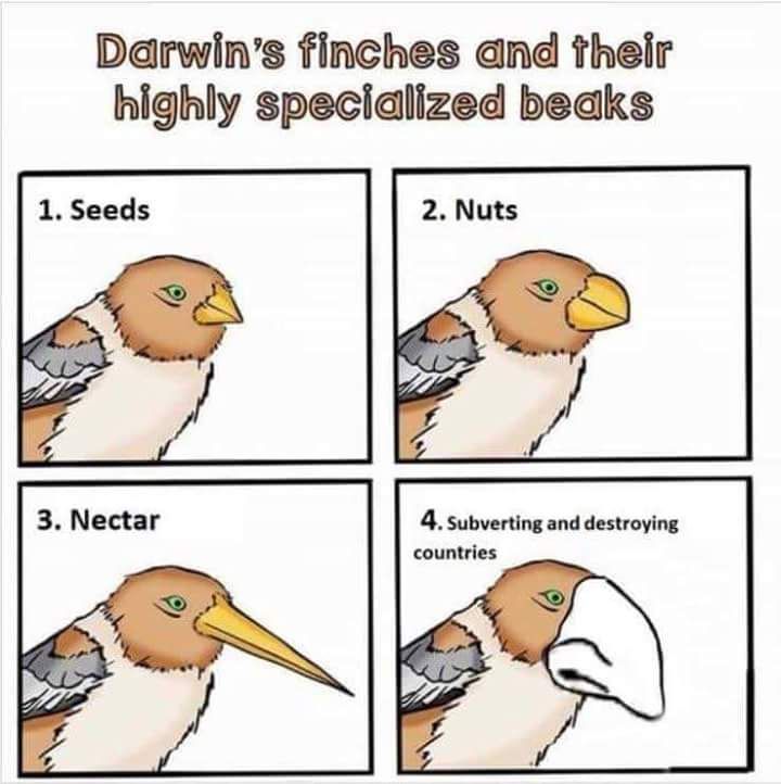 Never trust those finches
