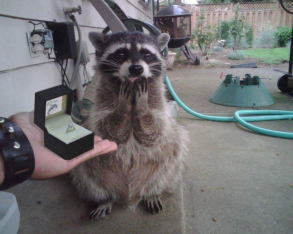 'Yes! Yes I'll marry you!'