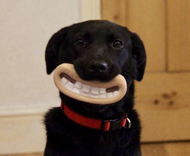 Gromit, that’s it! Cheese!