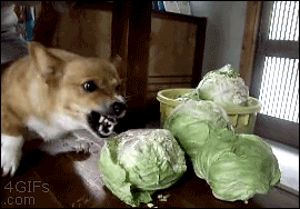 the dog whose parents were killed by cabbage