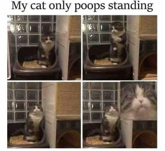 Talented pooping cat