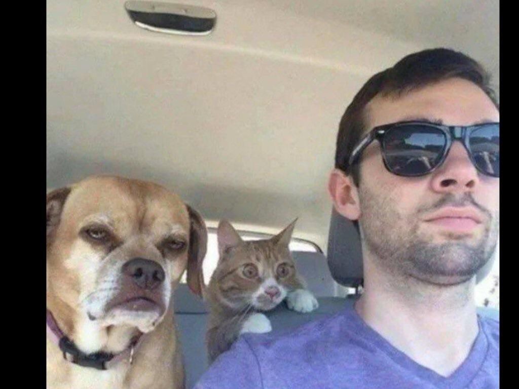 Dog’s been driving for 3 years but it’s a first time for the cat...