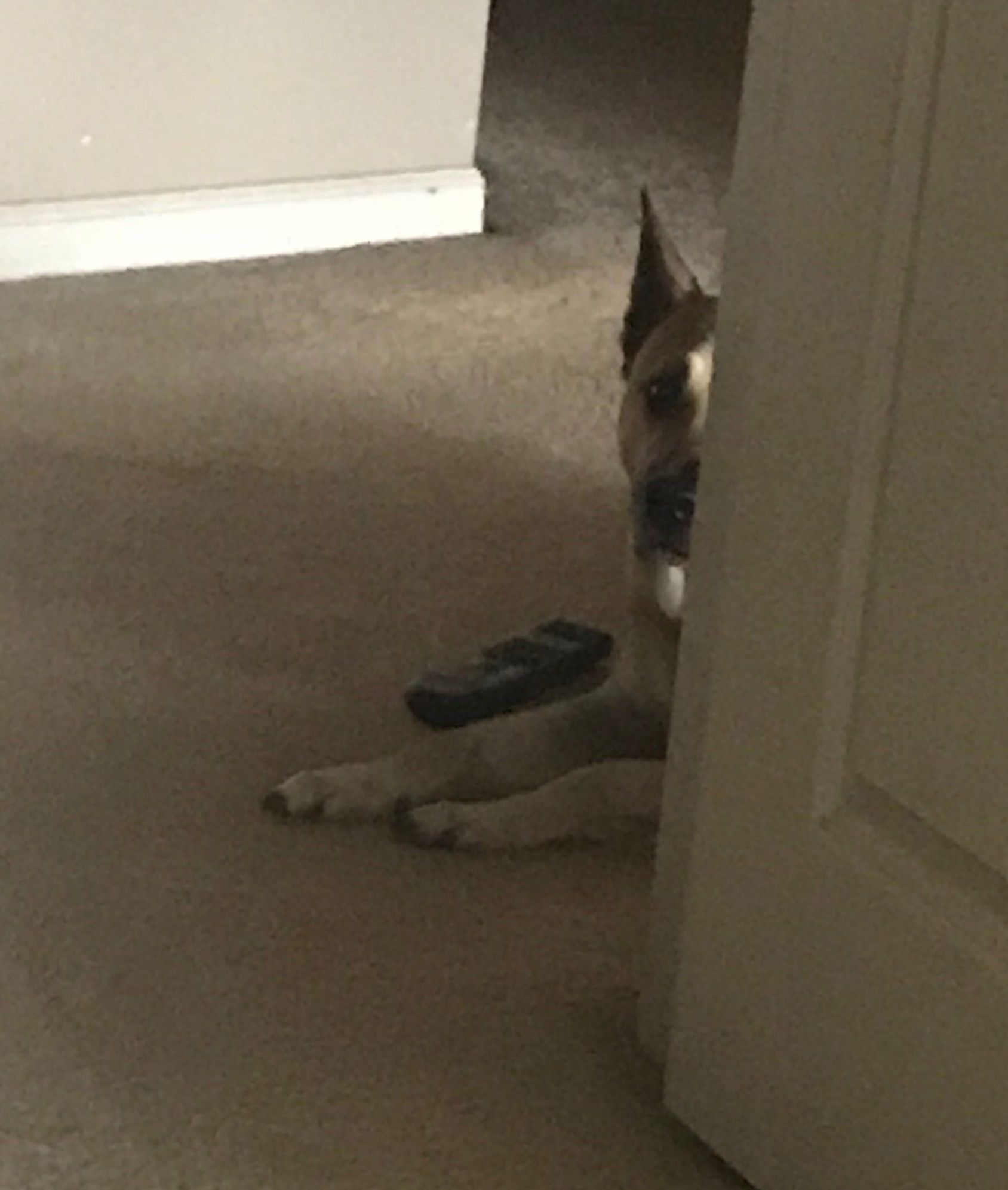 Little shit stole the remote and is waiting for my dad to chase him.