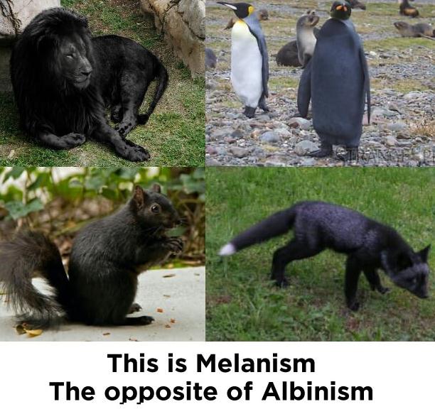 Melanism