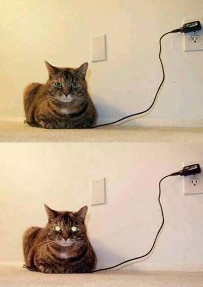 Cat is fully charged