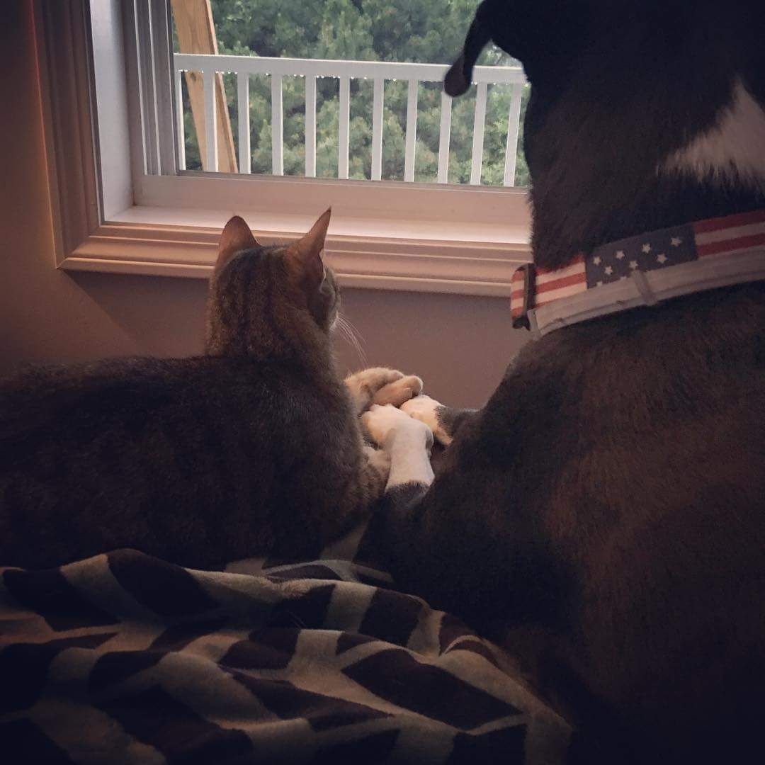 My dog and cat comforting each other during a thunderstorm