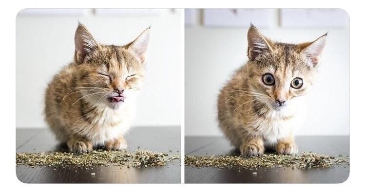 A kitten’s reaction to catnip