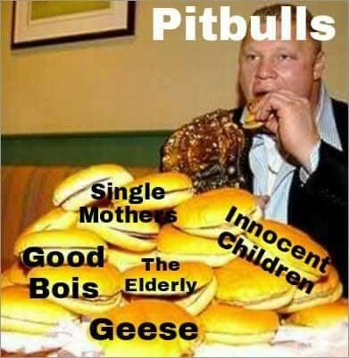 dont ignore the dangers of pitbulls