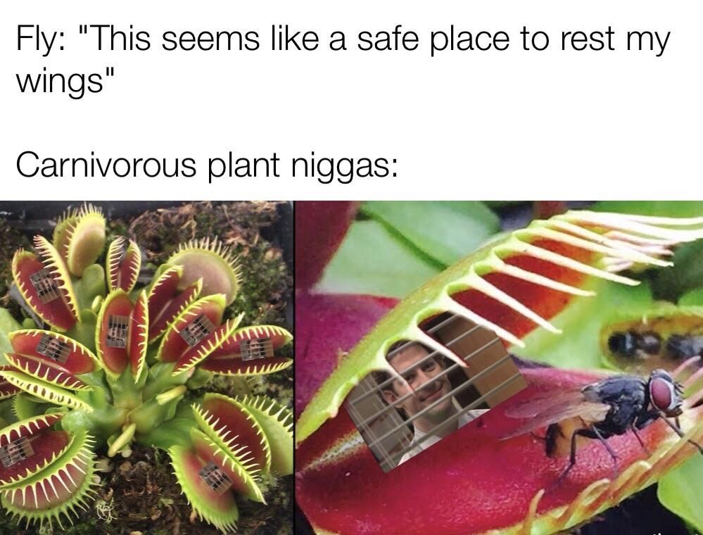hippity hoppity ur now my property