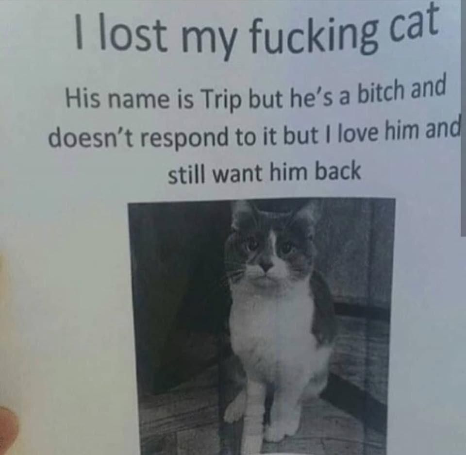 I lost my ***ing cat