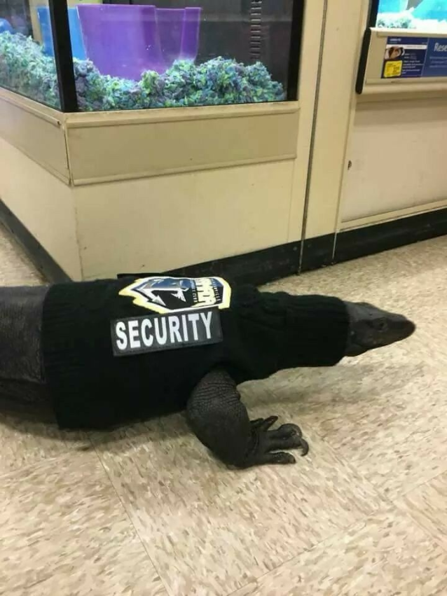 protecc