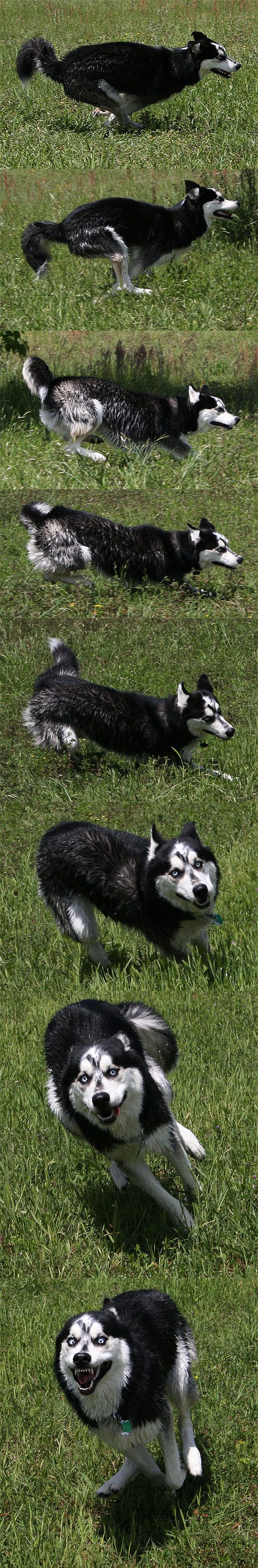 Photo sequence of one time my husky had the zoomies