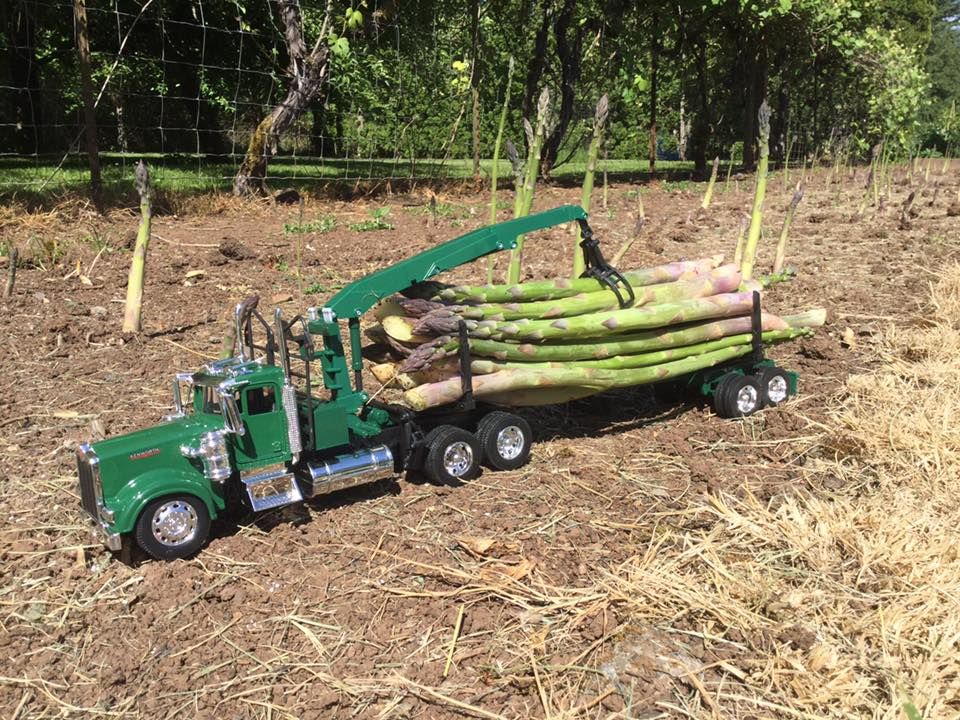 Good asparagus crop in Michigan this year!