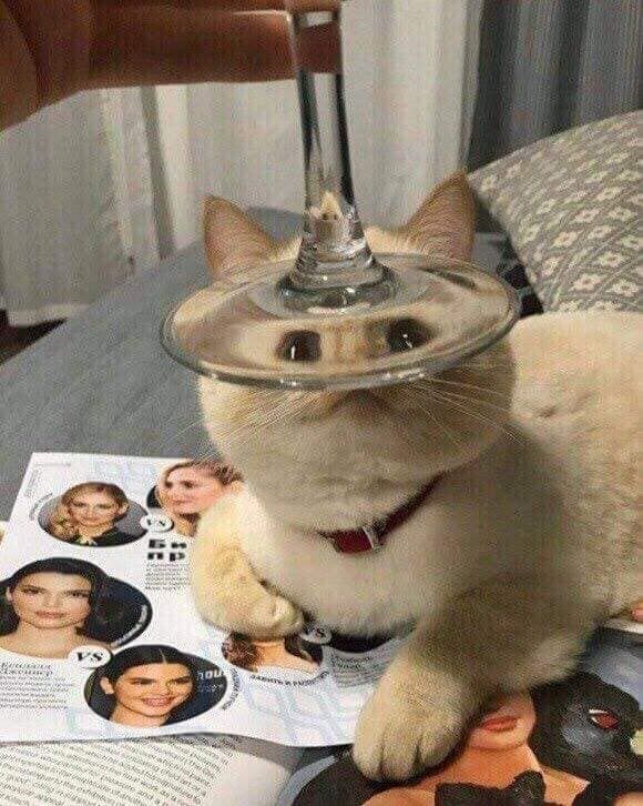 oWo