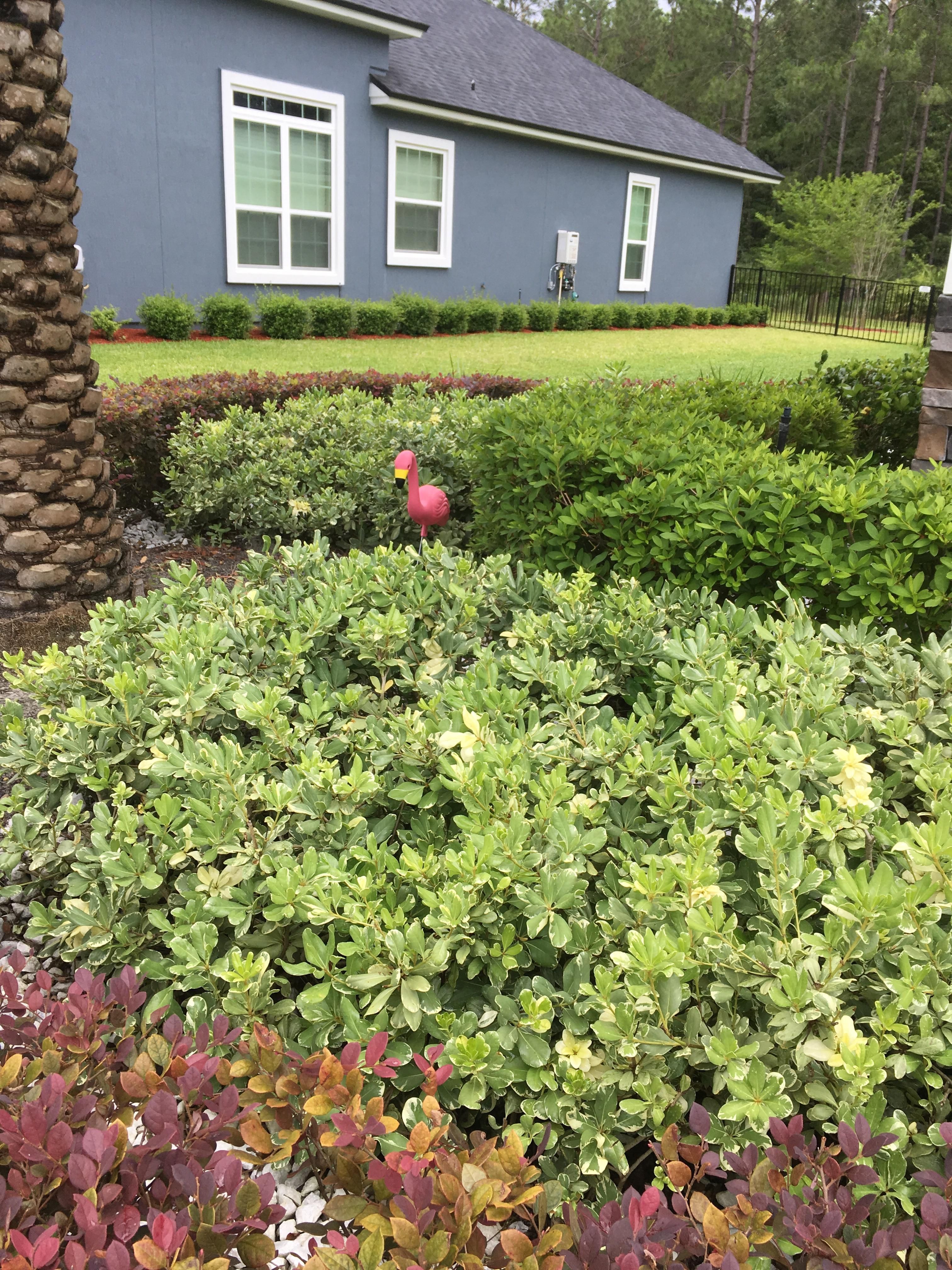 Wife said “no cheap flamingo in my yard” 1 month and counting.