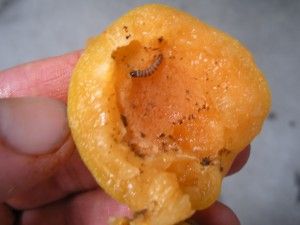Here's an apricot with a worm. Upvote for more protein