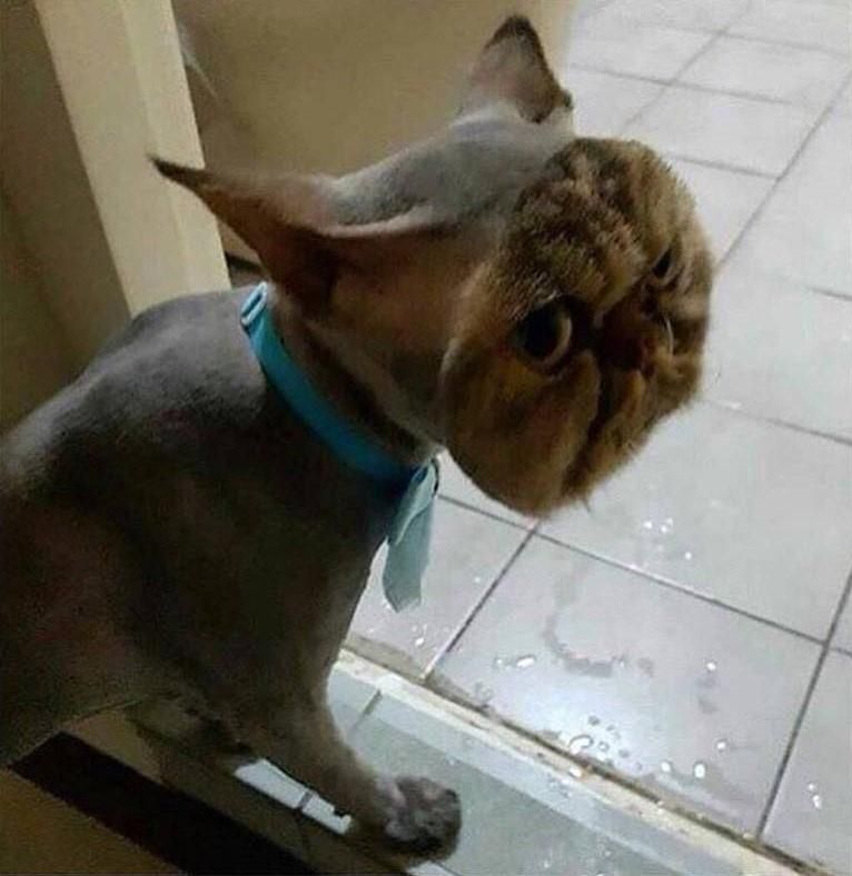 Someone shaved this whole cat except the face.