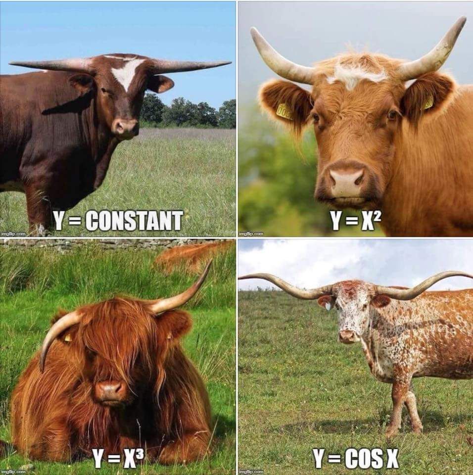 Even bovines excel at math.
