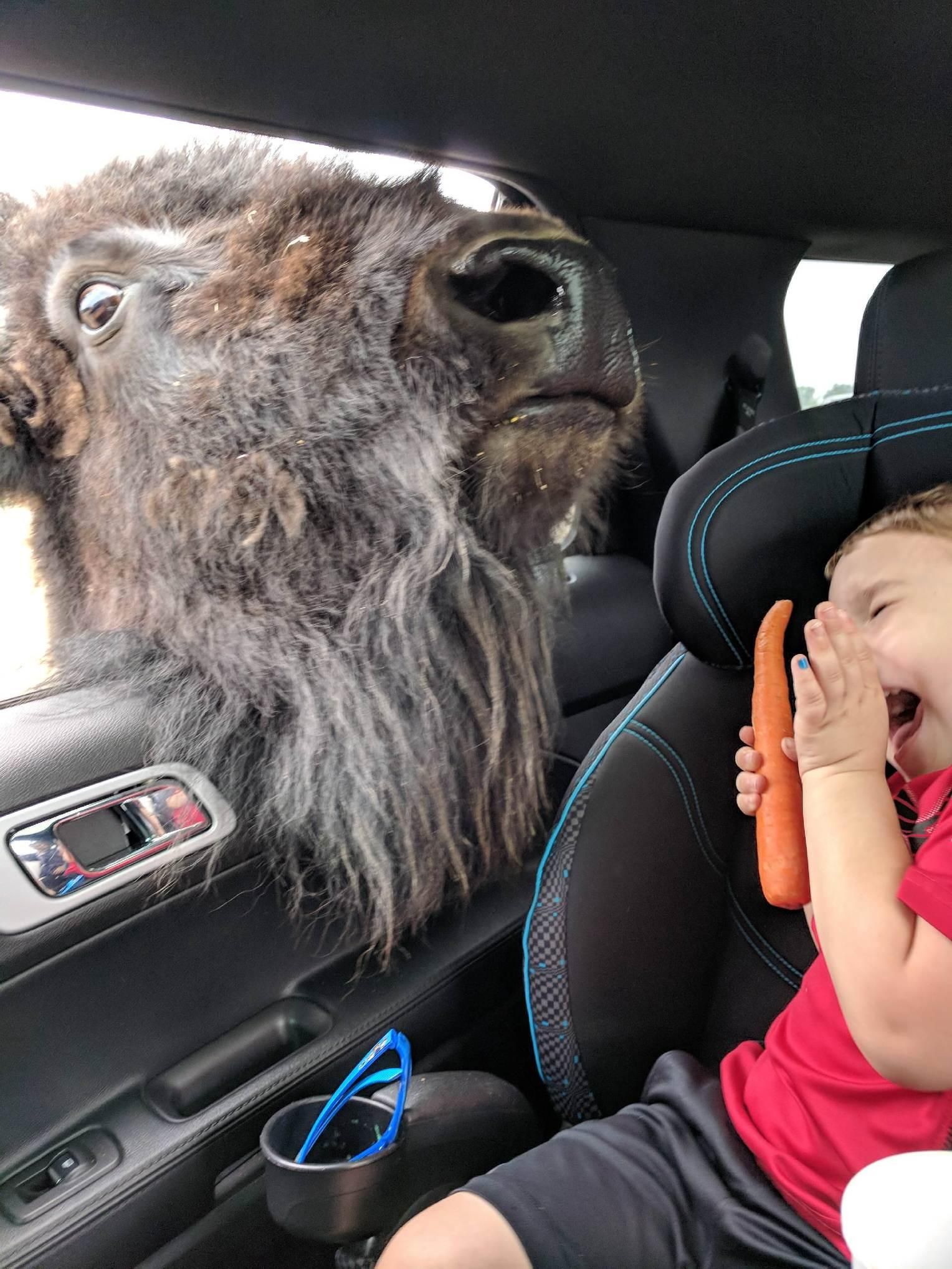 My nephew met a bison the other day