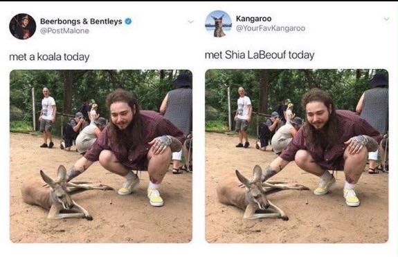 Real life kangaroo LaBeouf