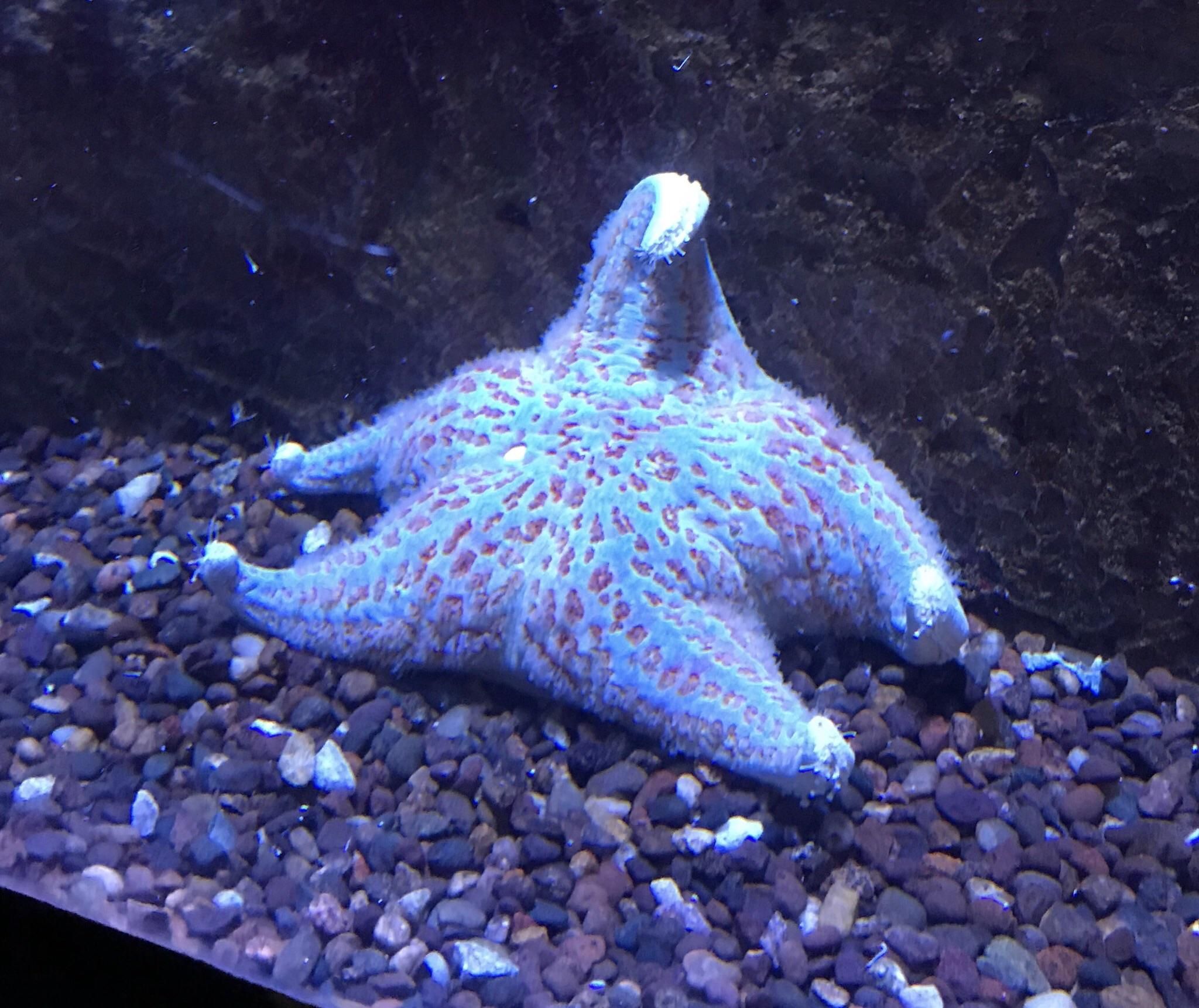 If my personality was a starfish...